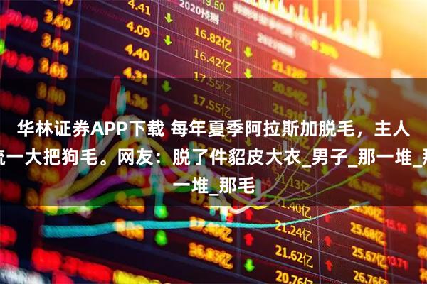 华林证券APP下载 每年夏季阿拉斯加脱毛，主人一梳一大把狗毛。网友：脱了件貂皮大衣_男子_那一堆_那毛